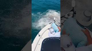 Can’t Believe Sharks Attacked the Boat  #fishing #shark IG@hill_tide_fishing_charters