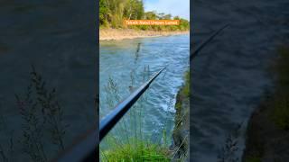 Tarikan Ikan Sirip Merah di Sungai Progo #shorts
