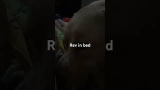 Rev in bed