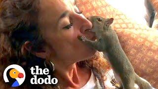 Squirrel Visits His Rescuer Every Day For Years  The Dodo