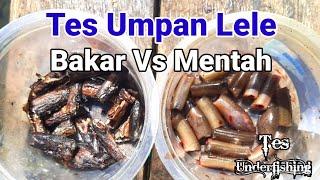 Tes Umpan Lele Belut Bakar Vs Belut Mentah Bagus mana  Underfishing