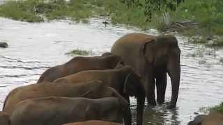 pinnawala elephant orphanage 1