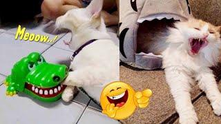 SO FUNNY. 8 minutes of funny cat videos that really make you laugh   Funny cats on Tiktok 2023