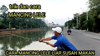 cara mancing lele liar‼️susah makan di sungai air keruh