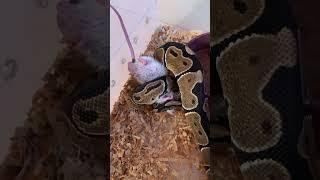 #snake #ballpython #eatingfood