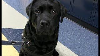 BNEWS Feature Moose the Emotional Support Dog Turns One