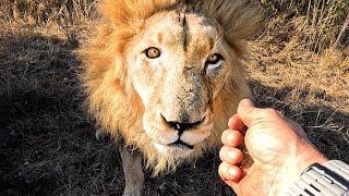 ANIMAL REUNION - How Will the Lions React to Kevin Richardsons Injury?  The Lion Whisperer