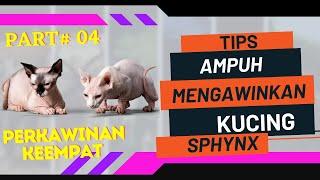 PERKAWINAN KUCING SPHYNX KE EMPAT  PROJECT OM AGUNG