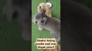 Reaksi Anjing poodle saat mau diajak jalan2 #anjinglucu #anjingpoodle #dog