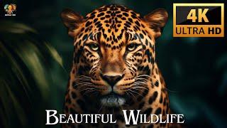 DOCUMENTARY OF BEAUTIFUL WILDLIFE 4K ULTRA HD