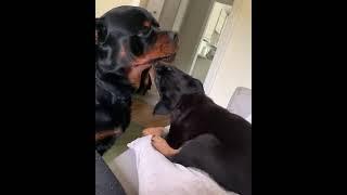 Rottweiler puppy attack ️