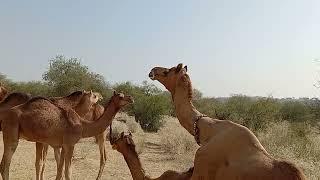 Camel  raining and romance desert animals Camel