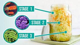 The Process of Fermentation - The 3 Crucial Stages of Fermenting Vegetables