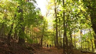 The Vine and the Branch Soundscape