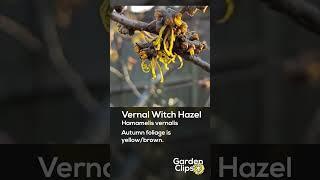 Vernal Witch Hazel - Hamamelis Vernalis - Gardening Shorts #Shorts