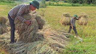 1 Day Work - Harvesting Rice And Taking Care Of Pigs  Chickens - At the Farm  Solo Survival