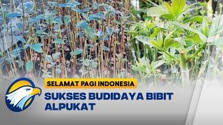 Budidaya Bibit Alpukat Petani di Bojonegoro Raup Omzet Belasan Juta per Bulan