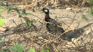 Training Of Black Francolin