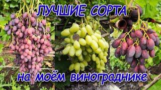 ЛУЧШИЕ СОРТА ВИНОГРАДА. Ультраранние сорта винограда