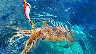  Mancing cumi di air dangkal hasilnya di luar dugaan  squid fishing  mancing mania