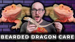 Complete Bearded Dragon Care Guide  Everything You Need To Know in 2023