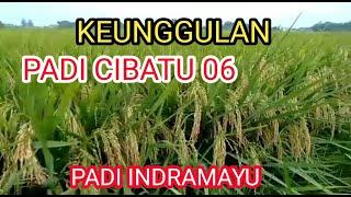 Keunggulan Padi Cibatu 06  padi galur Indramayu Jawa barat