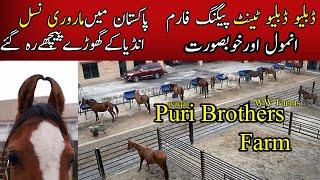 WW Tent Pegging Farms I Colt I Stud I Marwari Horses in Pakistan Part-1 Puri Brothers Farms 