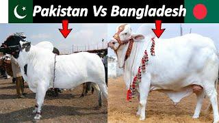 Pakistani Vs Bangladeshi Animals price Difference   Rehan Creations