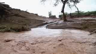 Uprooted trees damaged houses after flash floods in Kenya following heavy rains