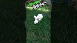 Balkonda Tavşan Bakılır Mı#leopets  #rabbit #leopets #tavşan
