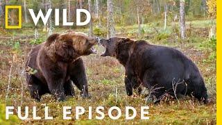 Enemy Within The Battle for Survival Full Episode  Animal Fight Night