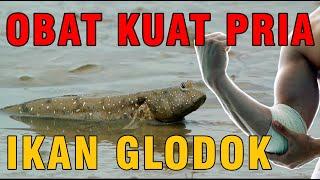 IKAN GLODOK BISA MEMBANTU PRIA TAMBAH JOOS