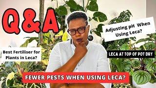 Plants in Leca Q&A Session Answering Your Leca Plant Care Questions