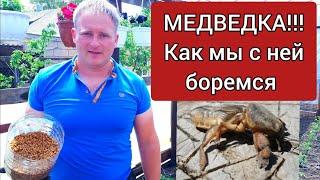 Медведка Как мы с ней боремся