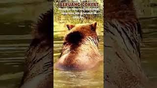 #Hewan Beruang Mandi Di #alam #beruang