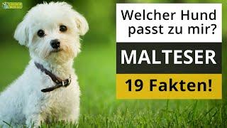 Ist ein Malteser der richtige Hund für mich? 19 Fakten über Malteser