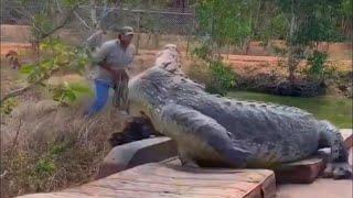 GIANT CROCODILES that we managed to capture on video