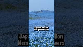 5.3 Million Blue Flowers in #japan