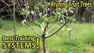 PRUNING FRUIT TREES  BEST SHAPES for SIZE and PRODUCTION