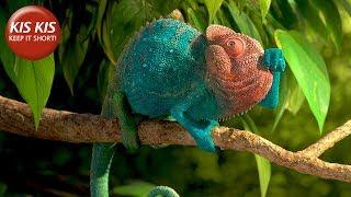 CG Short film Our Wonderful Nature The Common Chameleon - by Tomer Eshed