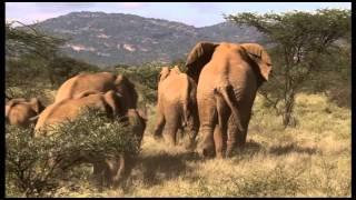 Mating in Elephants Part 2