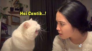 MOMEN KETIKA KUCING MERAYU GADIS CANTIK SUARANYA MANJA BANGET  Kucing Lucu Bikin Ngakak