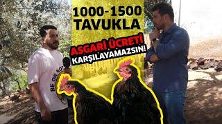 1000-1500 Tavukla Asgari Ücreti Karşılayamazsın - Kanatlı Alemi