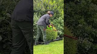 Using Our New Greenworks Hedge Trimmer Shaping Buxus Into A Ball