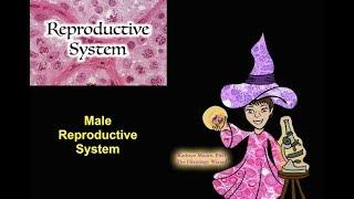 The Reproductive System Male Reproductive Histology