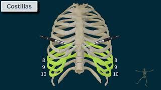 Tórax  Caja Torácica