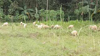 suasana sawah angon domba