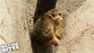 Baby Rock Hyrax Struggles to Climb his First Mountain  Secret Life of the Zoo  Nature Bites