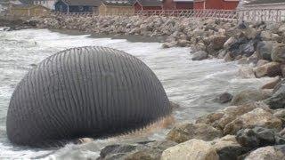 Massive Blue Whale Carcass May Explode On Canadian Beach