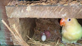 Lovebird menetas wajib dikasih pakan ini  pemula wajib tau